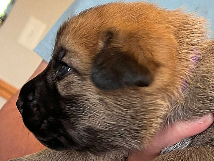 chinook puppy
